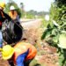 SURGE Builds First Phase Fiber Optic Network in Java Align With the Railway