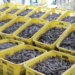 fisheries sector