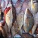 Ilustration of Fishing Industry