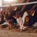 cattle production