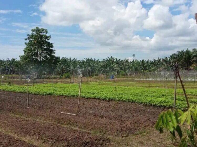 food estate