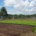 food estate