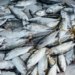 fishery