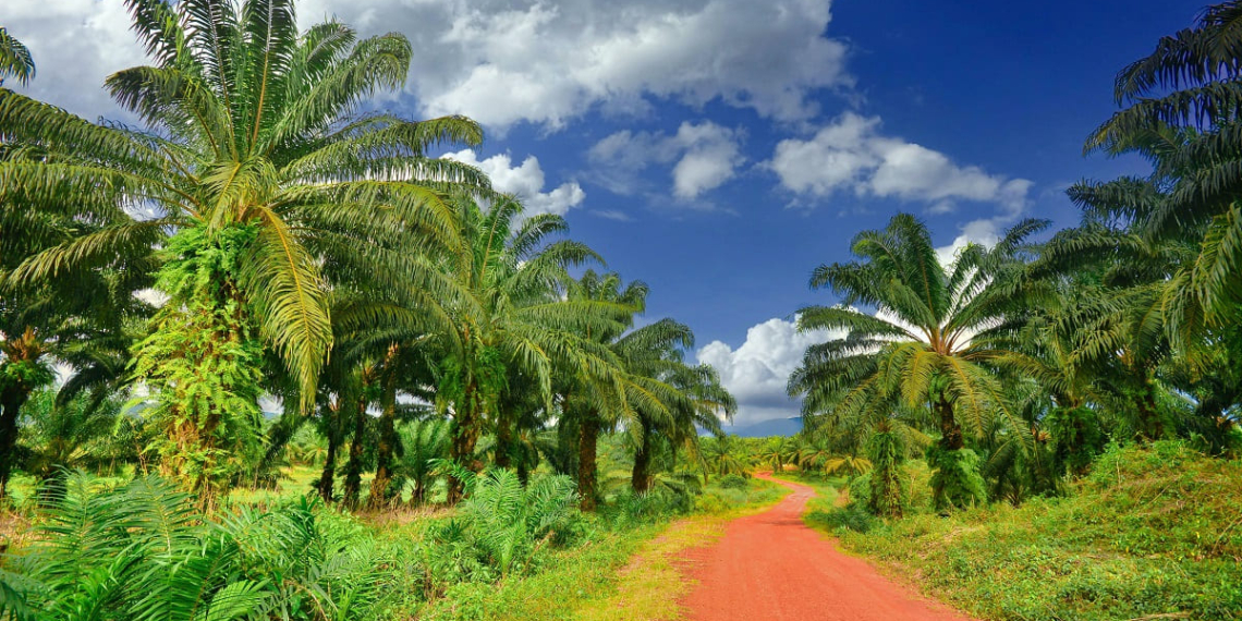 oil palm development