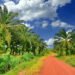 oil palm development