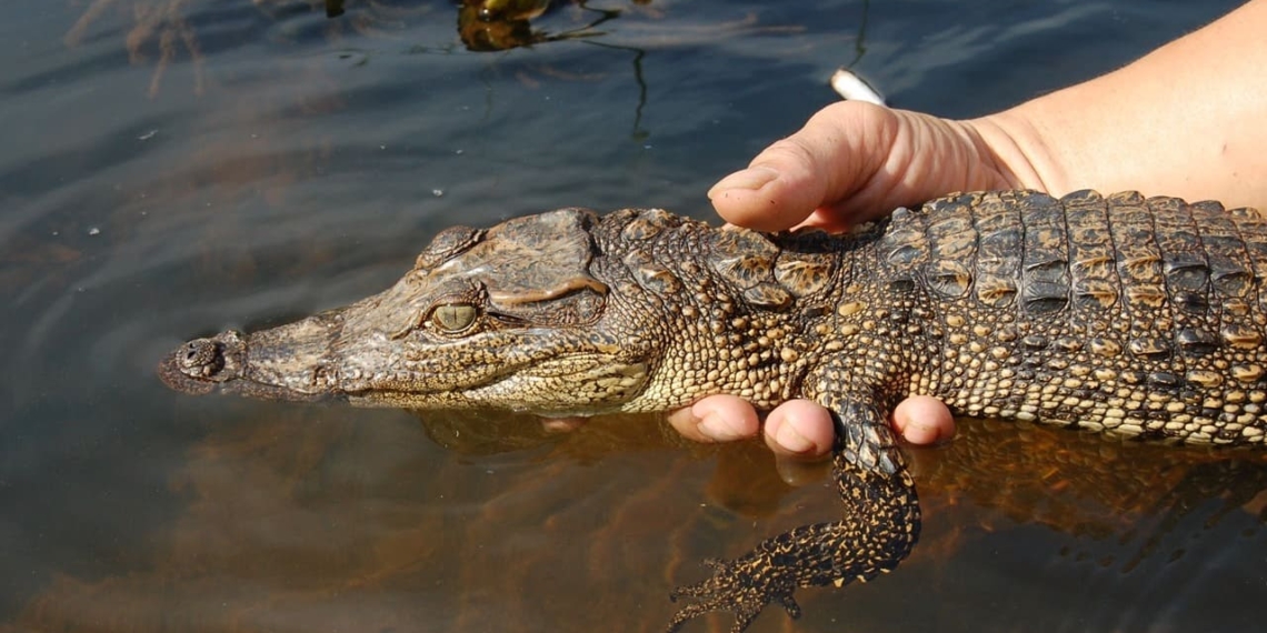 siamese crocodile kalpataru award