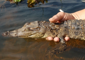 siamese crocodile kalpataru award