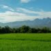 agrotourism