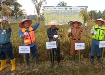 East Kutai organic rice