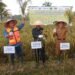 East Kutai organic rice