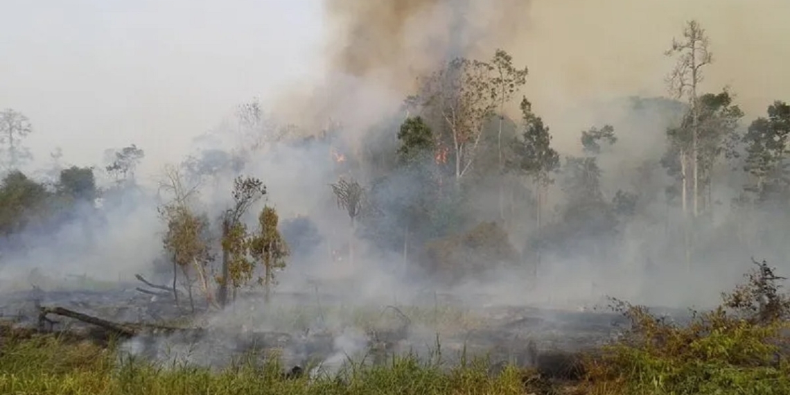 forest and land fires