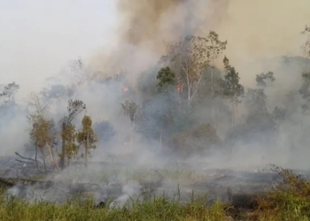 forest and land fires