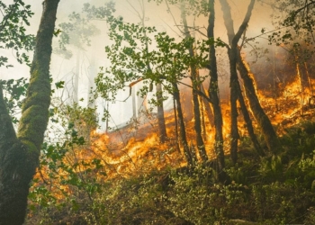 forest and land fire