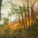 forest and land fire
