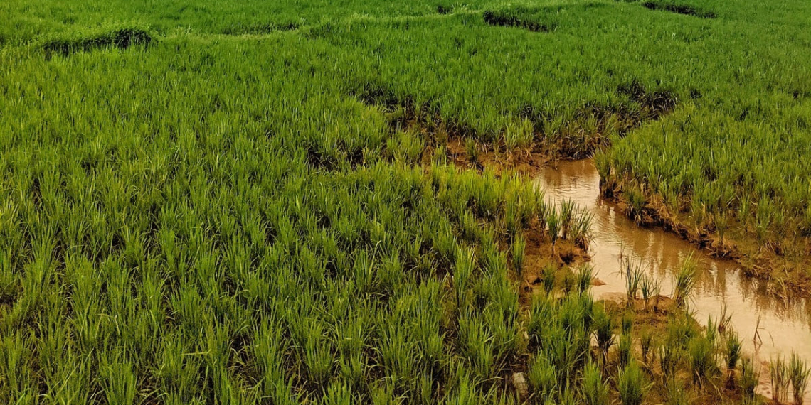 irrigation system