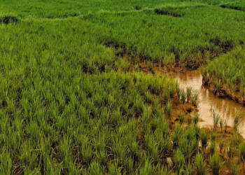 irrigation system