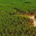 irrigation system