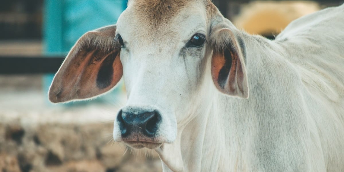 livestock cattle