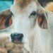 livestock cattle