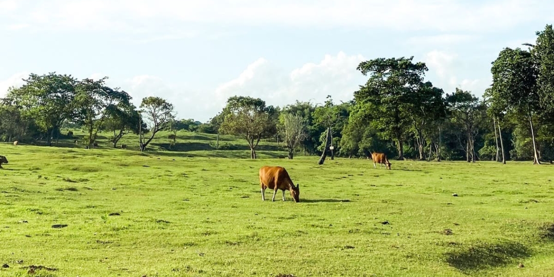 livestock grazing