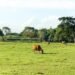 livestock grazing