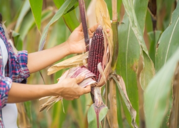 Agritech Kora