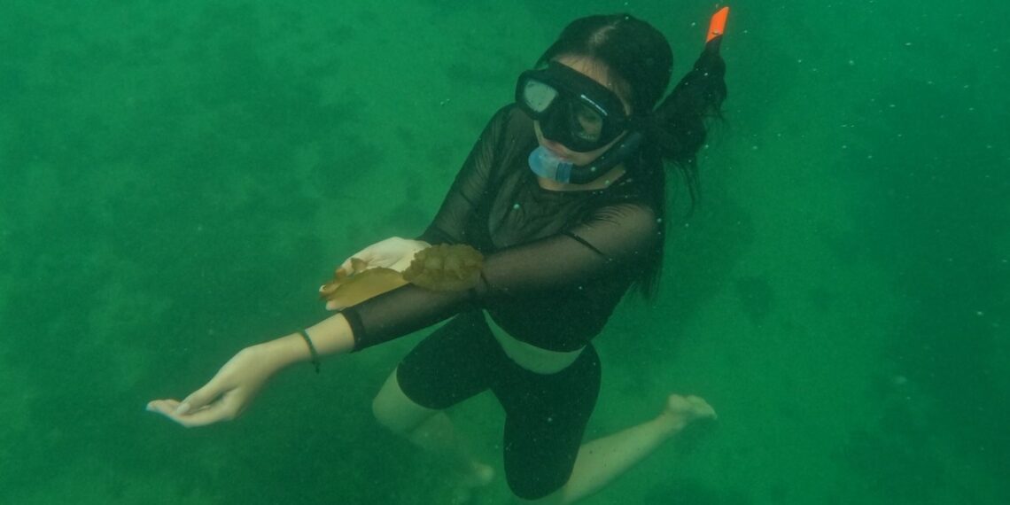 snorkeling as on maratua island, berau regency, east kalimantan province as part of IKN tourism business news