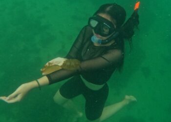 snorkeling as on maratua island, berau regency, east kalimantan province as part of IKN tourism business news