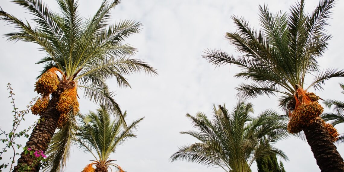 Crude Palm Oil (CPO) exchange