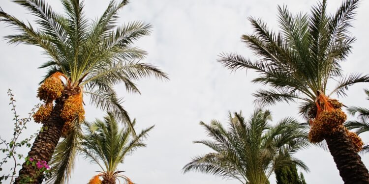 Crude Palm Oil (CPO) exchange