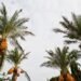Crude Palm Oil (CPO) exchange