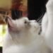 Sendawar Beauty Cat Show 2023 at Luuq Tonyoi, Sendawar Cultural Park, Barong Tongkok District (10/28). Image: West Kutai Communication and Informatics Dept. business news