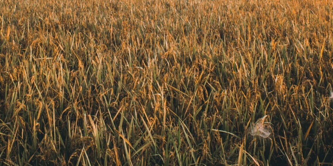 Illustration of superior rice varieties. Image: Ifan Bima/Unsplash