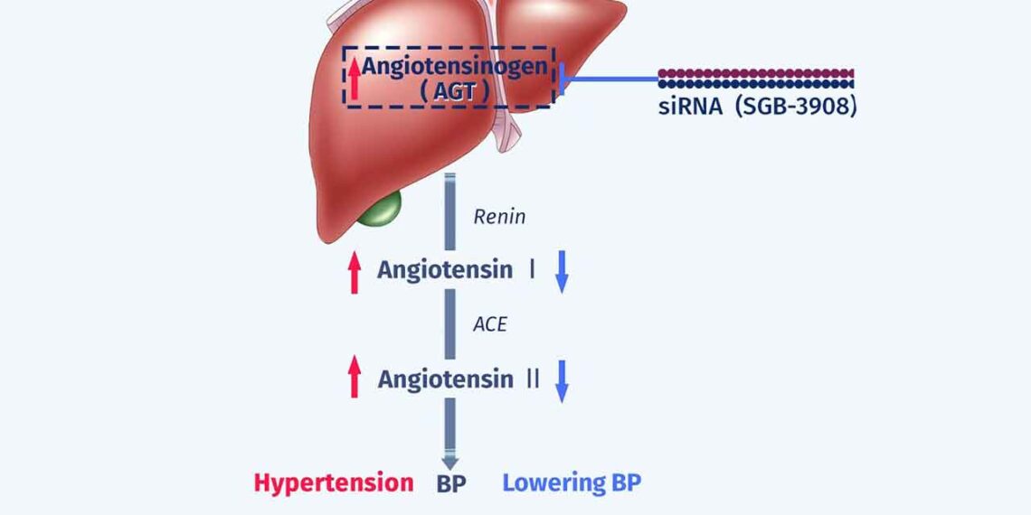 Innovent and SanegeneBio Enter Strategic Collaboration to Develop siRNA Drug for the Treatment of Hypertension