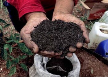 Biochar Projects at COP28