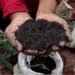Biochar Projects at COP28