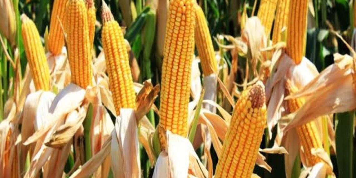 Indonesia's National Food Agency