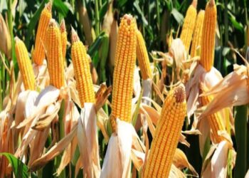 Indonesia's National Food Agency