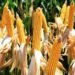 Indonesia's National Food Agency