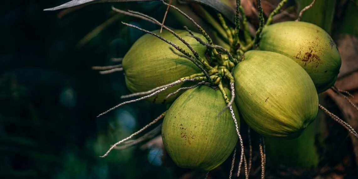 Illustration of coconut downstream program. Credit: Nipanan Lifestyle/Unsplash