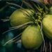 Illustration of coconut downstream program. Credit: Nipanan Lifestyle/Unsplash