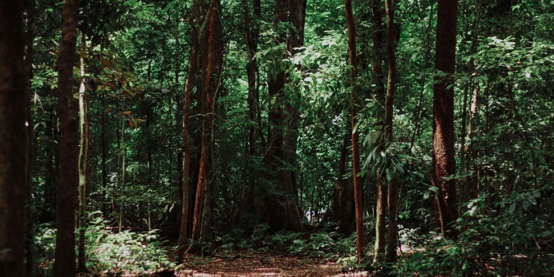 Illustration of carbon trading in forestry sector. Credit: Imat Bagja Gumilar/Unsplash