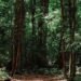 Illustration of carbon trading in forestry sector. Credit: Imat Bagja Gumilar/Unsplash