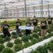 Saving 70% of water - New Irrigation System Revolutionizes Farming in Tropical Regions