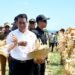 President Jokowi inspected corn harvest in Sumbawa. Credit: BPMI Setpres