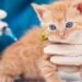 Cat and dog insurance. Credit: Igloo