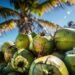coconut export